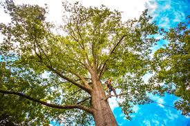 Best Seasonal Cleanup (Spring/Fall)  in Allendale, NJ