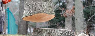 Best Hazardous Tree Removal  in Allendale, NJ