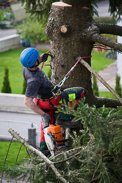 Best Tree Removal  in Allendale, NJ