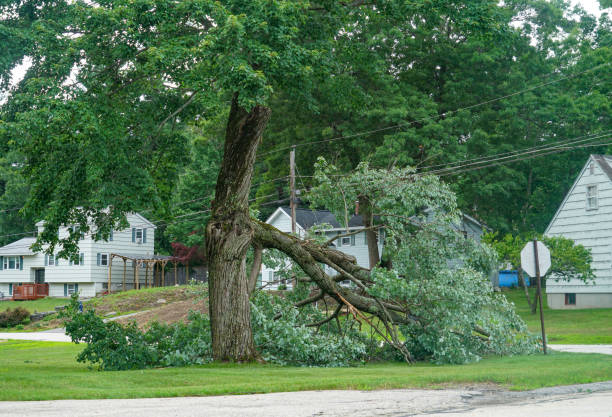 Professional Tree Removal in Allendale, NJ
