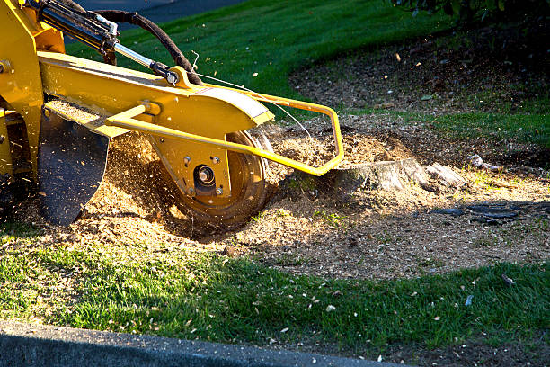 Best Lawn Mowing  in Allendale, NJ