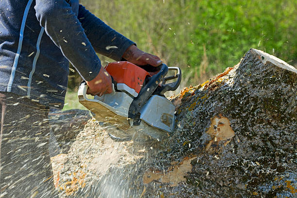 Best Lawn Maintenance Plans  in Allendale, NJ